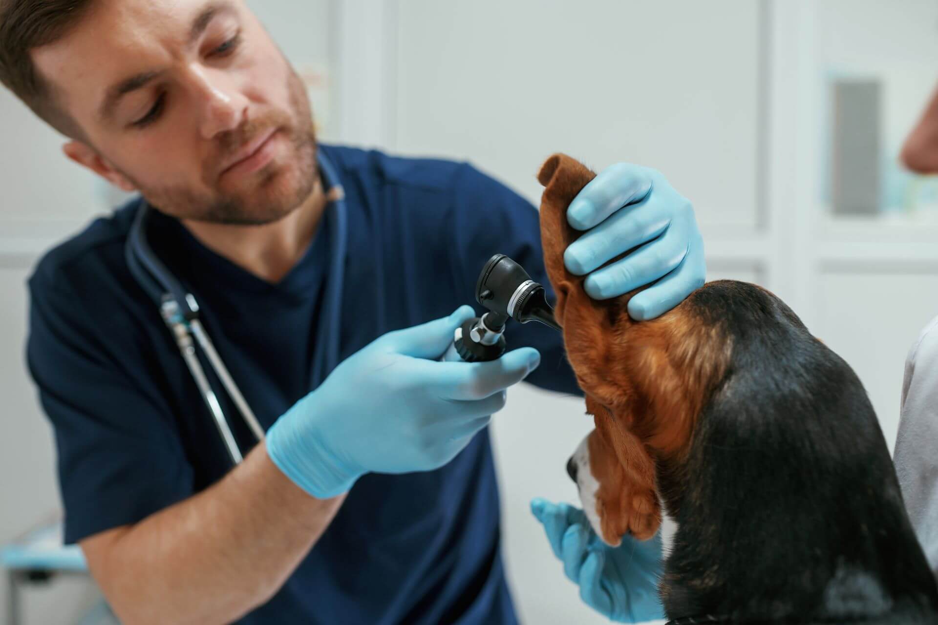 Arthroscopy in Dogs