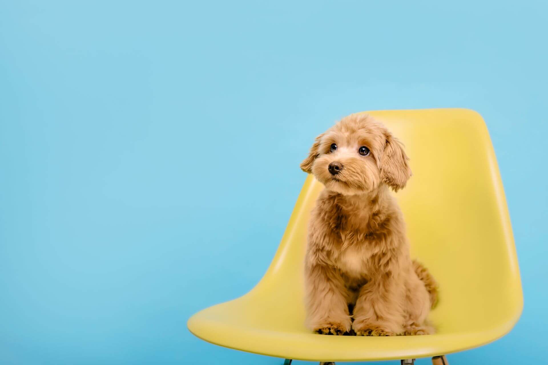 Cranial Cruciate Ligament Disease in Dogs Causes Treatment