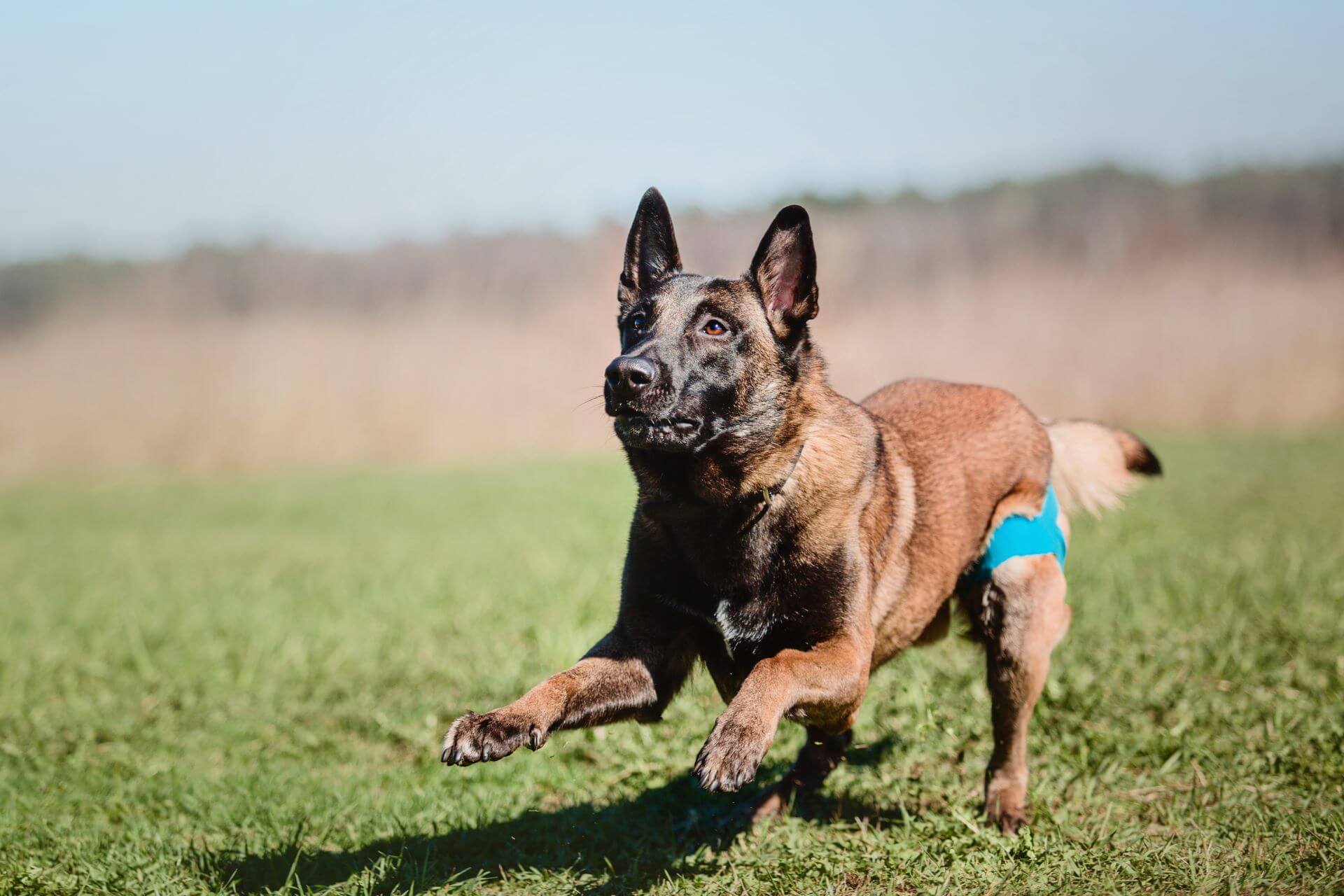Hip Luxation in Dogs