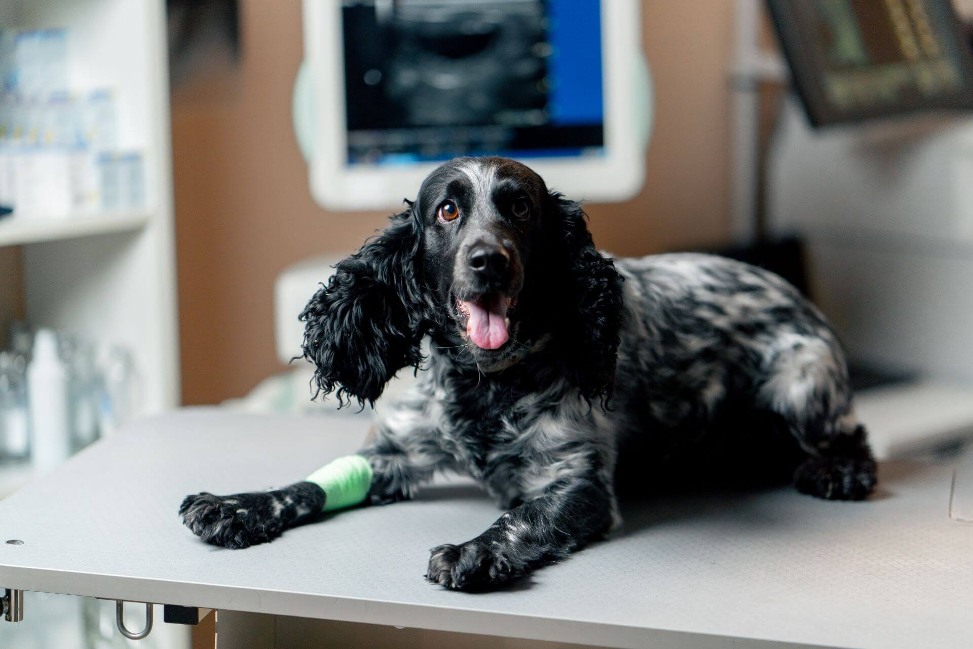 Trauma Fracture Repair for Pets