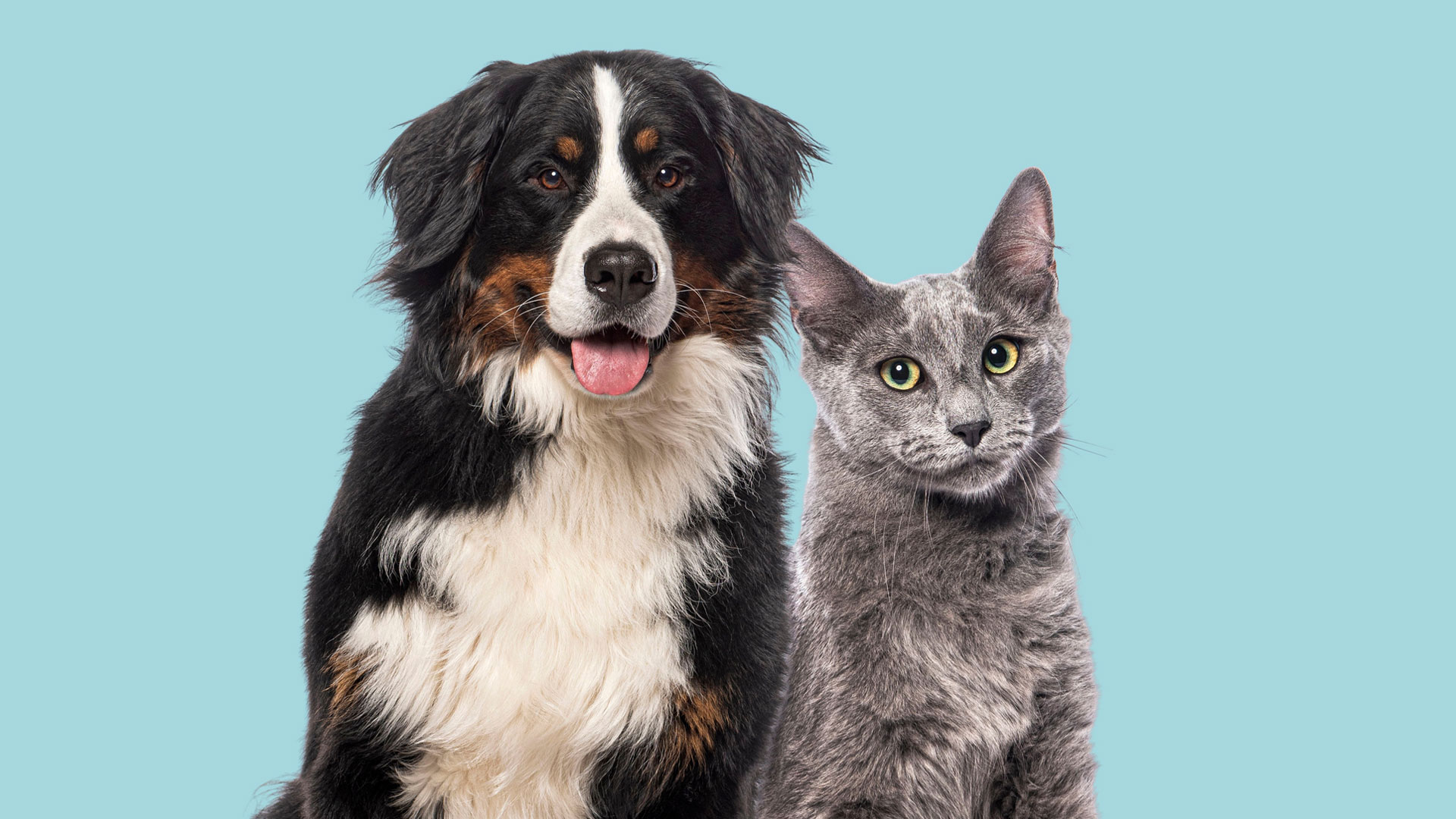 The Importance of Post-Operative Physical Therapy for Pets