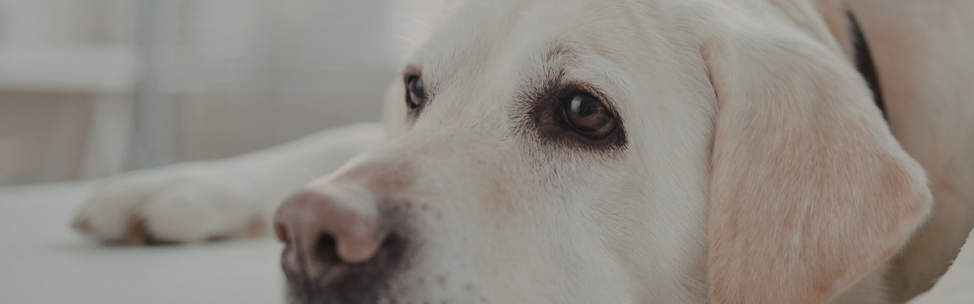 resources veterinary bone and joint specialists